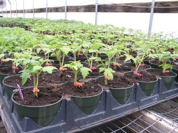 Ac-Tomatoes (Nursery Bed Preparation) 1