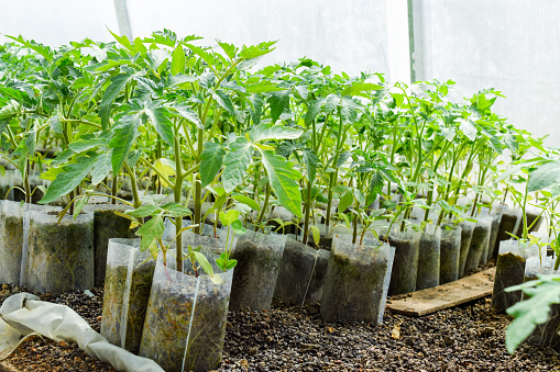 Ad-Tomatoes (Nursery bed Preparation) 2