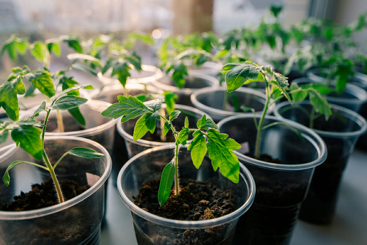 Ae-Tomatoes (Nursery Bed Preparation) 3