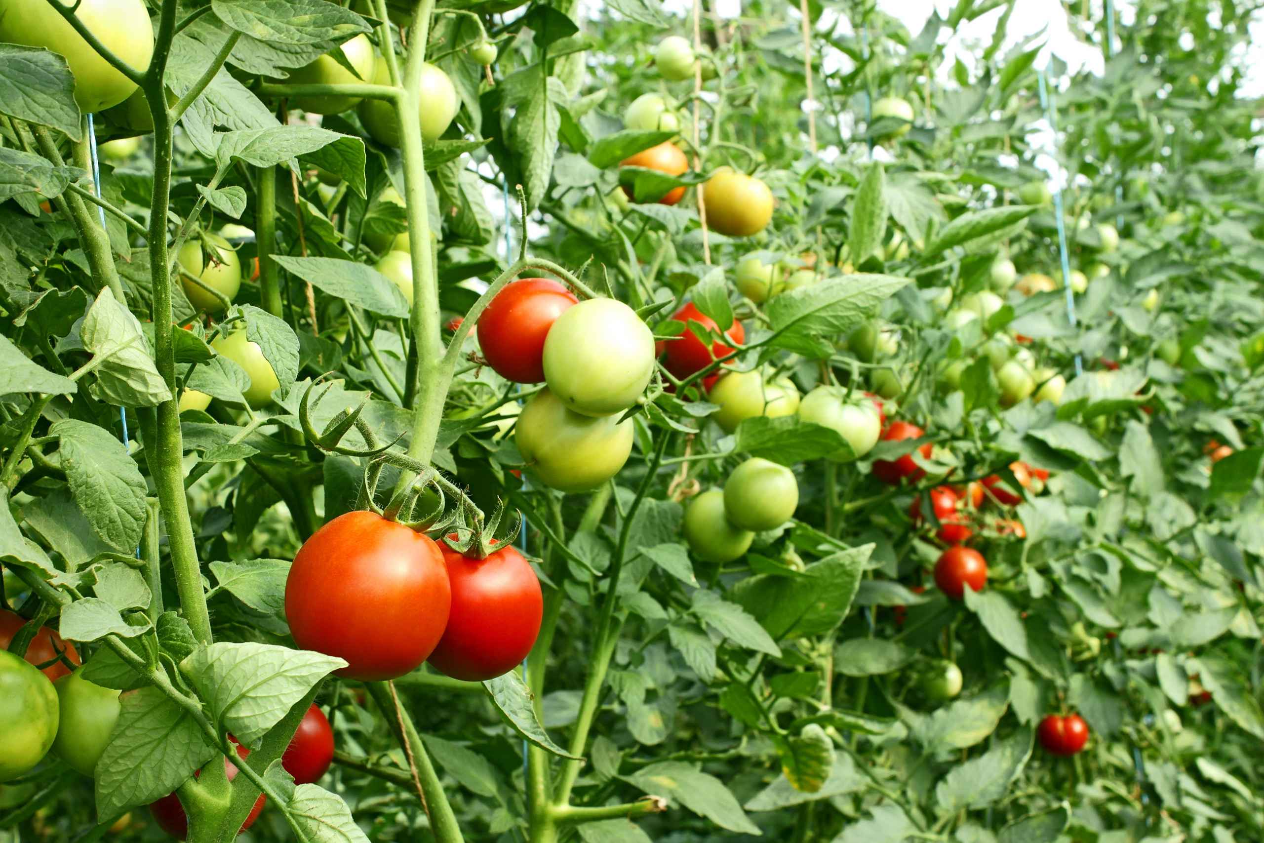 Ag-Crop (Tomato) Protection 2