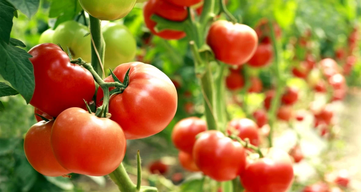 Ah-Crop (Tomato) Protection 3