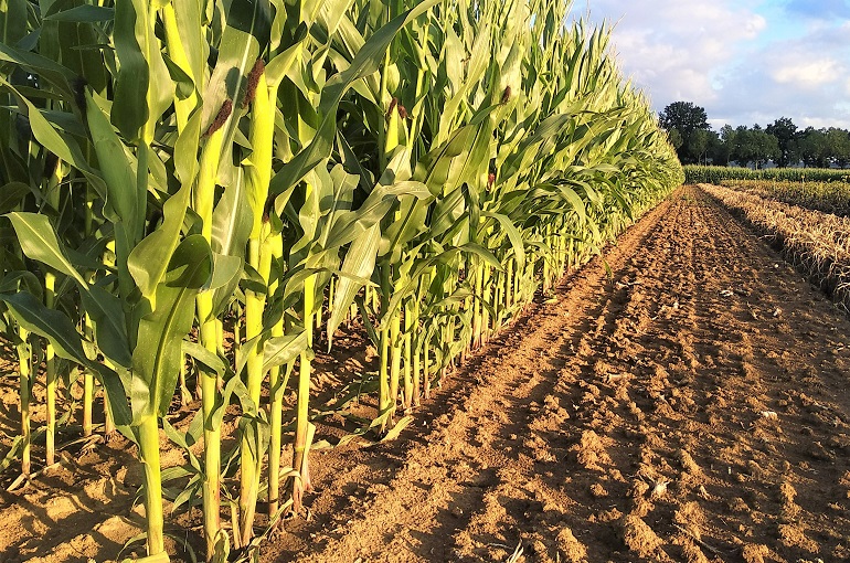 A.1.Maize growing (Introduction)