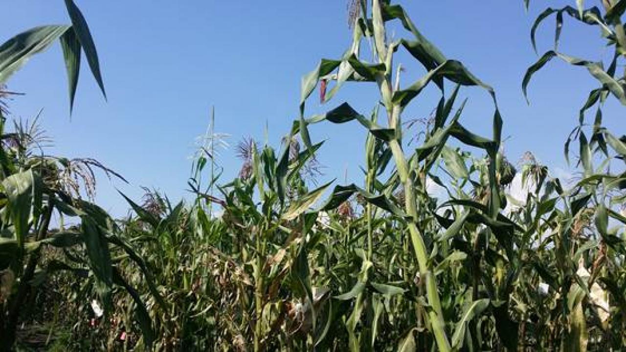 A12.Maize growing ( Cost Benefit )