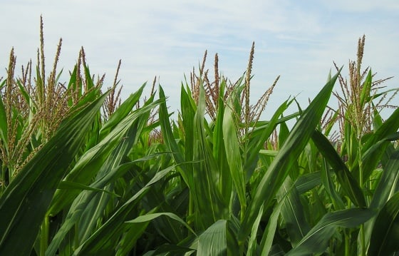 A.3.Maize growing requirements part 2