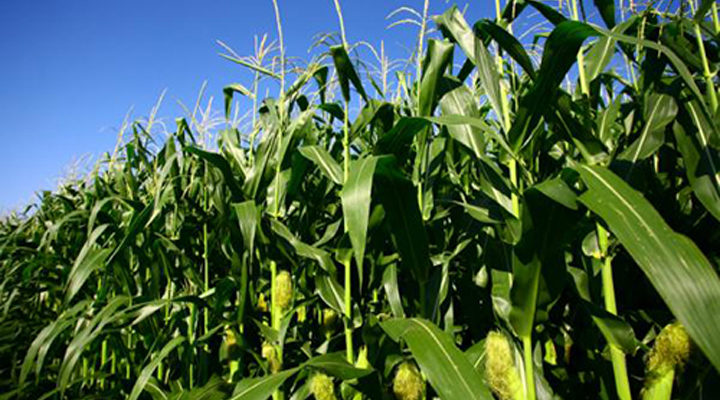 A10.Crop (Maize) Management