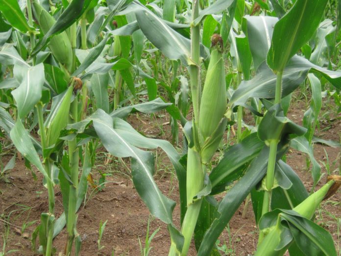 A.5.Maize growing requirements part 4