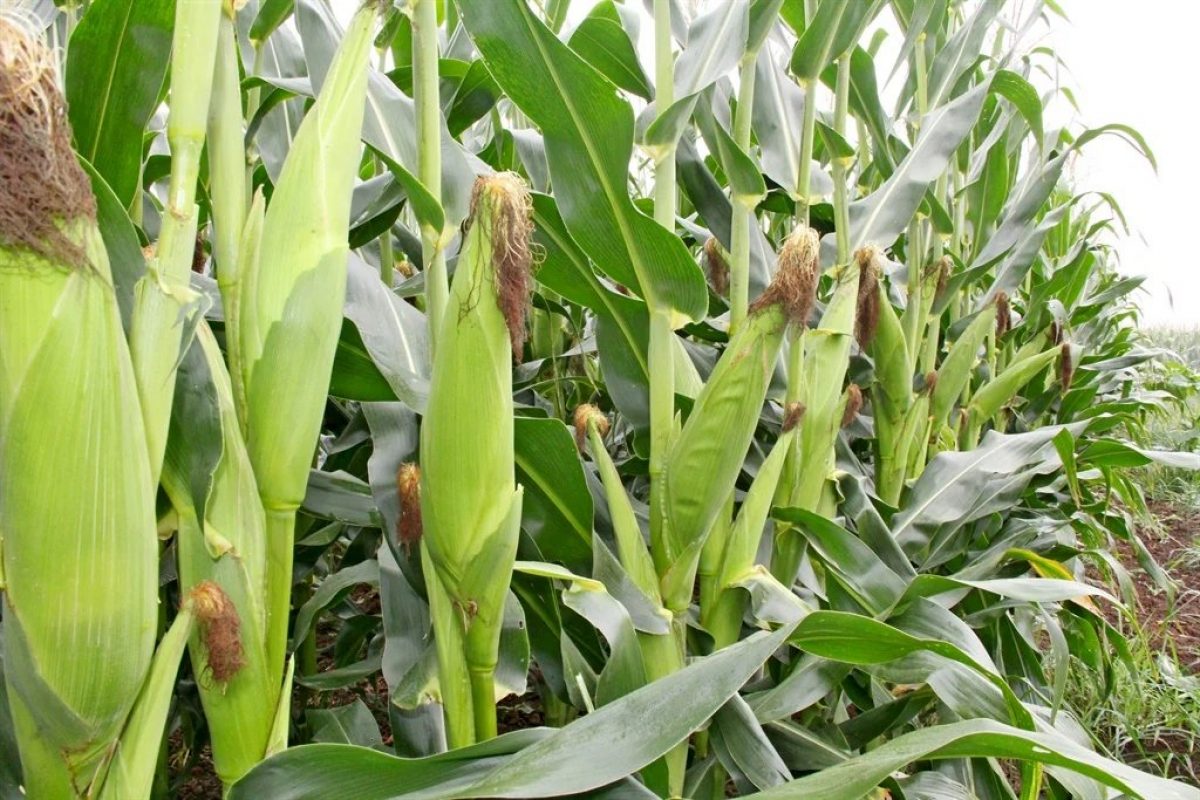 A.6.Maize growing requirements part 5