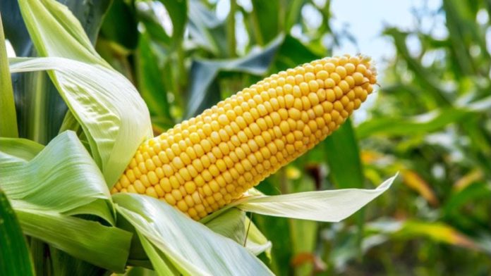 A.7.Maize growing requirements part 6